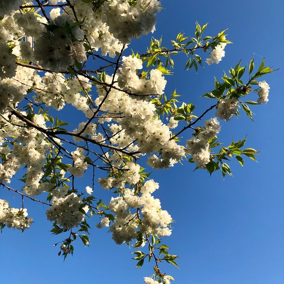 Meet your Posher, Kira - Picture 1 of 1